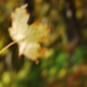 Illustration for article titled 76 Stunning Photos Of Fall Leaves